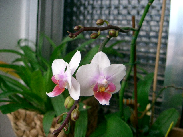 attachment.php?attachmentid=27197&stc=1&d=1170298876.jpg