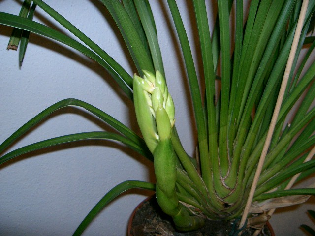 attachment.php?attachmentid=27560&stc=1&d=1170577294.jpg