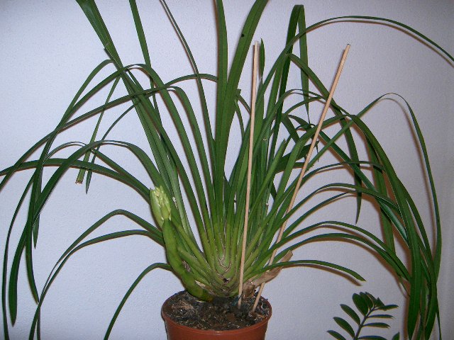 attachment.php?attachmentid=27561&stc=1&d=1170577294.jpg