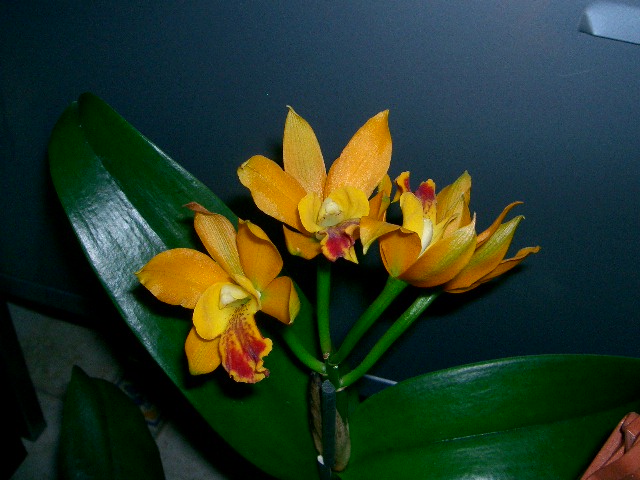 attachment.php?attachmentid=28022&stc=1&d=1170902783.jpg