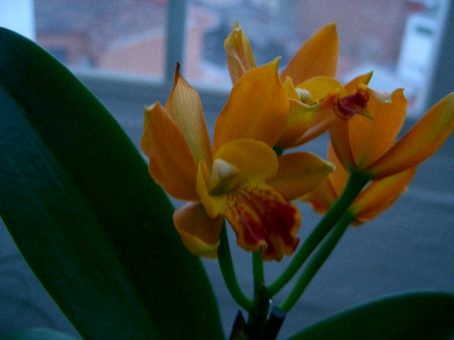 attachment.php?attachmentid=28023&stc=1&d=1170902783.jpg
