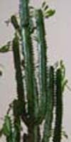 attachment.php?attachmentid=29258&stc=1&d=1171483360.jpg