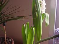 attachment.php?attachmentid=31196&thumb=1&d=1172685652.jpg