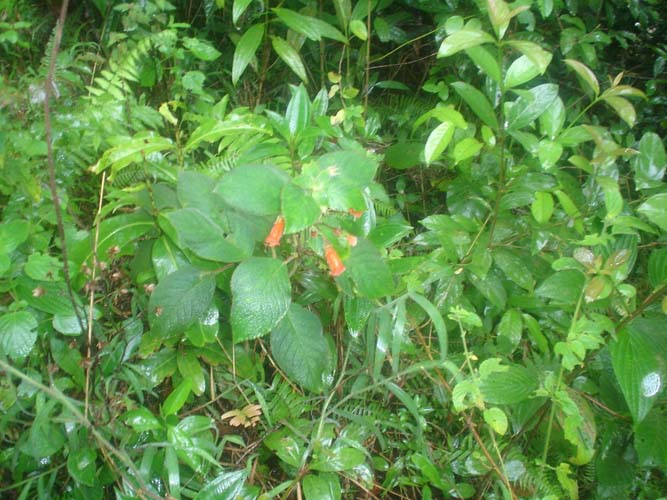 attachment.php?attachmentid=6935&stc=1&d=1156449597.jpg