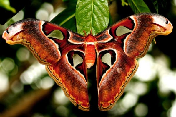 Attacus-atlas-598x400.jpg