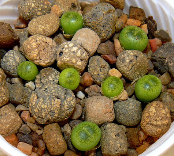 aucampiae%2BBellaKetty.jpg