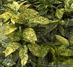 aucuba_japonica.jpg