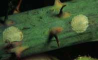 Aulacaspis-rosae-2.jpg