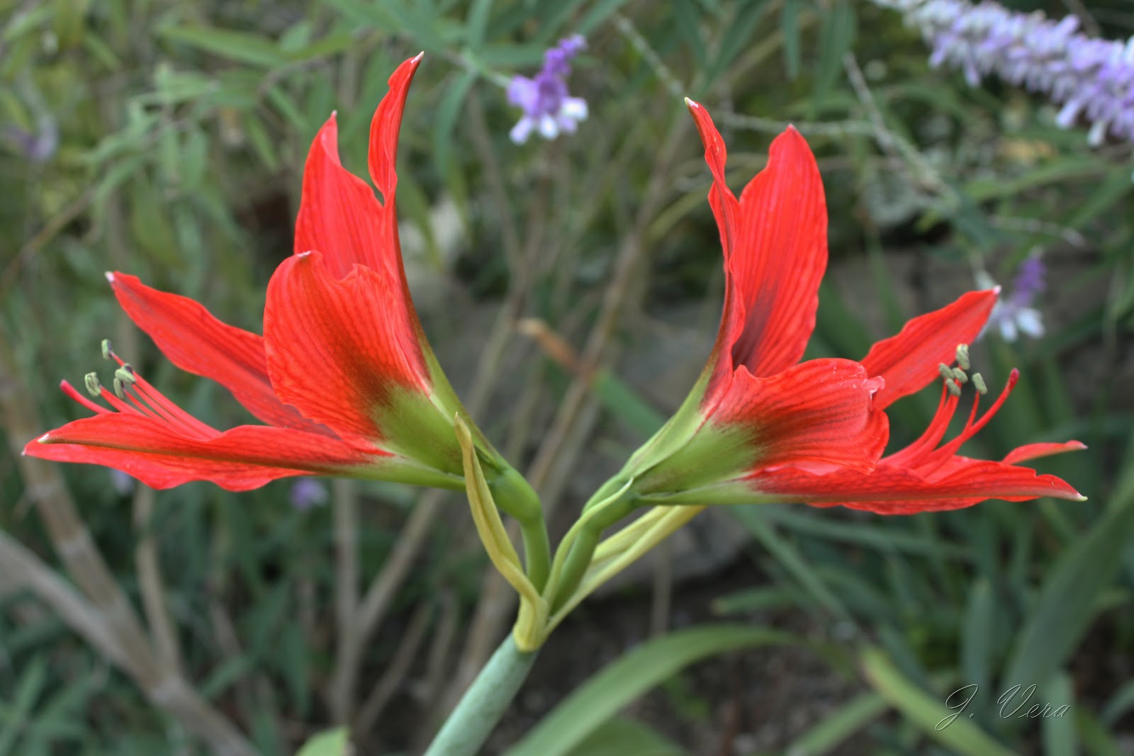 aulicum5.jpg
