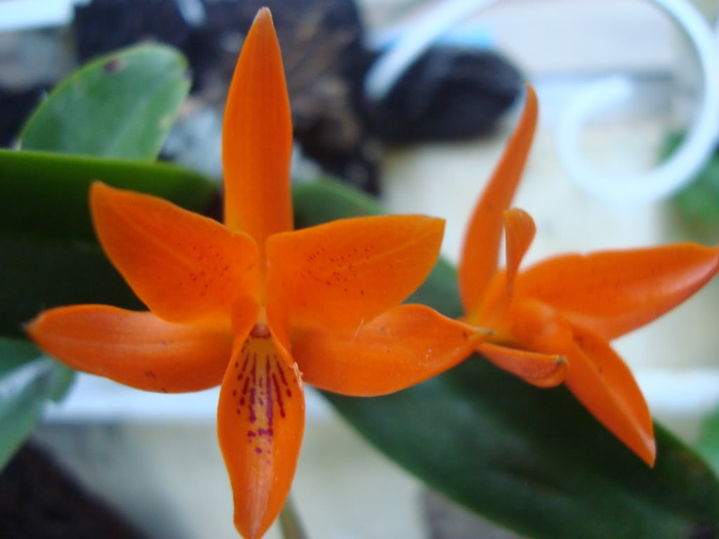 aurantiaca.jpg