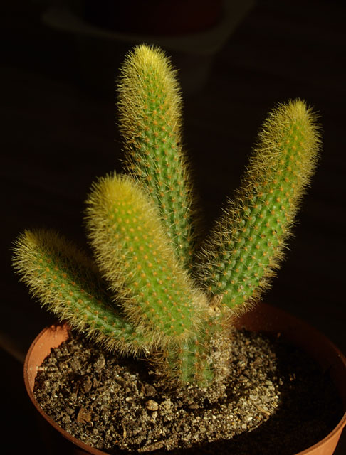 aureispina.jpg