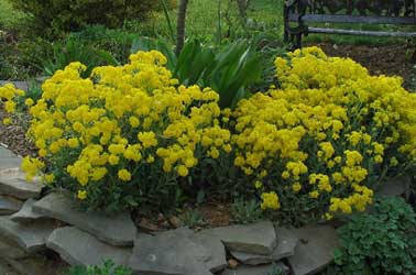 aurinia-saxatilis.jpg