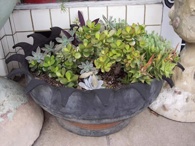 AustinTX2-05SoCotireplanterwithsucculents.jpg