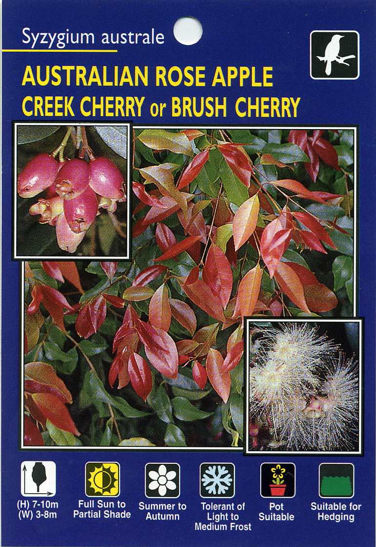 Australian-Rose-Apple-Creek-Cherry-Brush-Cherry-Syzygium-Australe.jpg