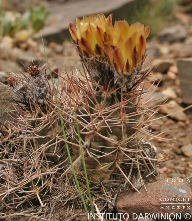 Austrocactus%20patagonicus%20(5).JPG