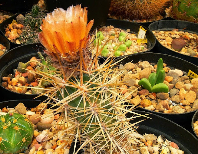 Austrocactus%2Bcoxii.jpg
