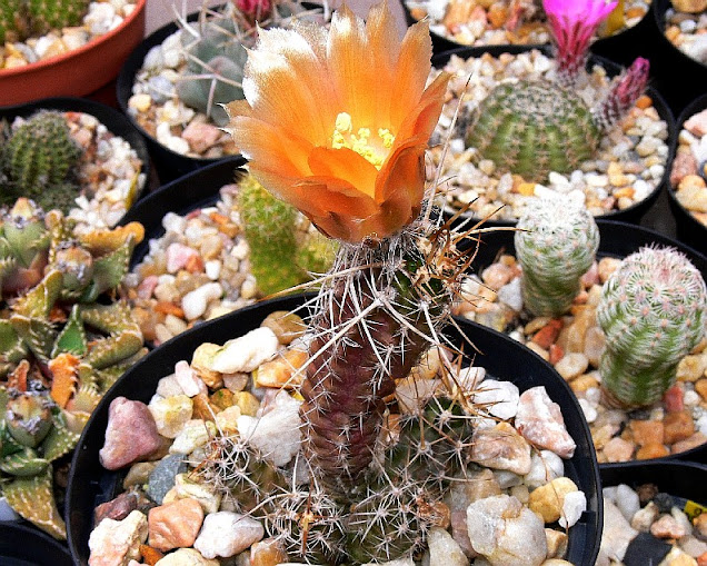 Austrocactus%2Bhibernus.jpg