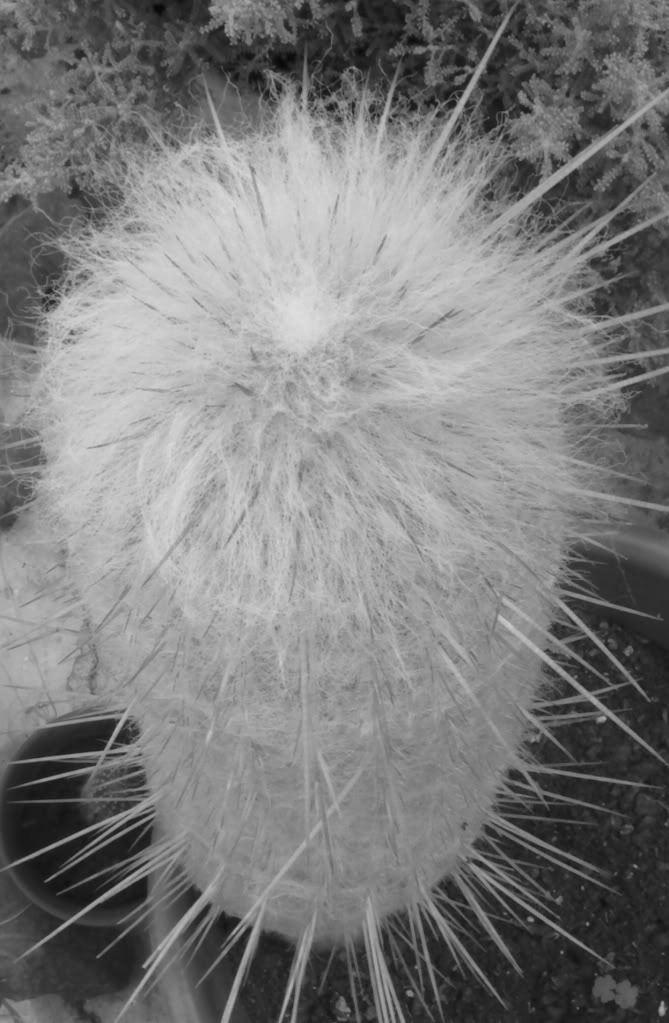 austrocephalocereusblancoynegro.jpg