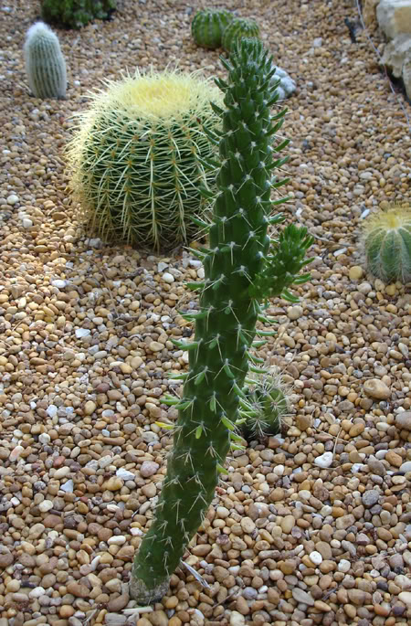 austrocylindropuntia07_2008.jpg