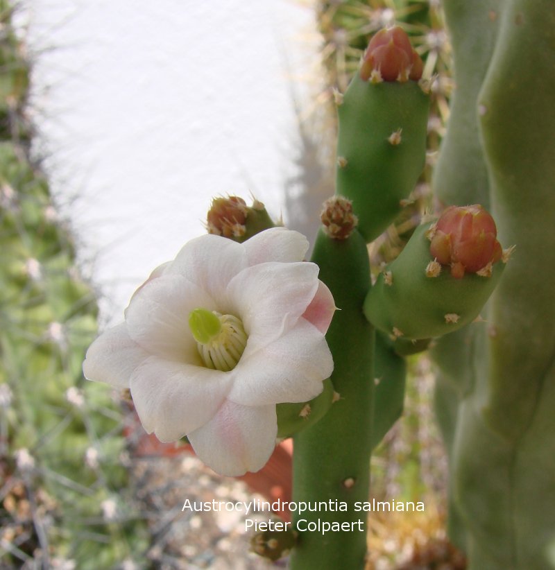 Austrocylindropuntia_salmiana.jpg