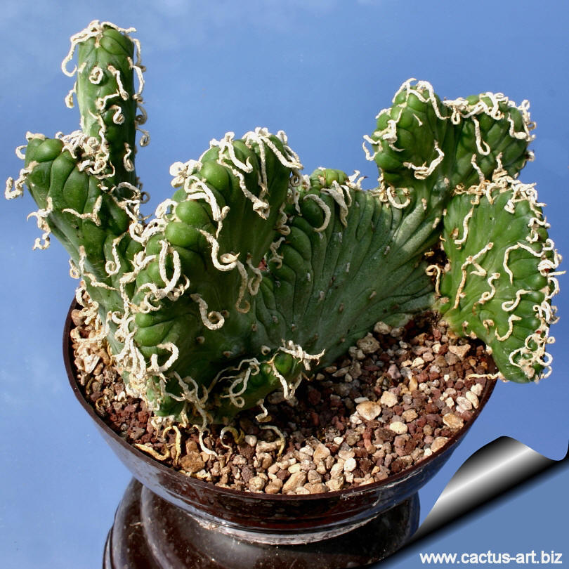 Austrocylindropuntia_subulata_cristata_02_810.jpg
