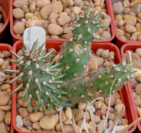 austrocylindropuntiafloccosa08_2008.jpg