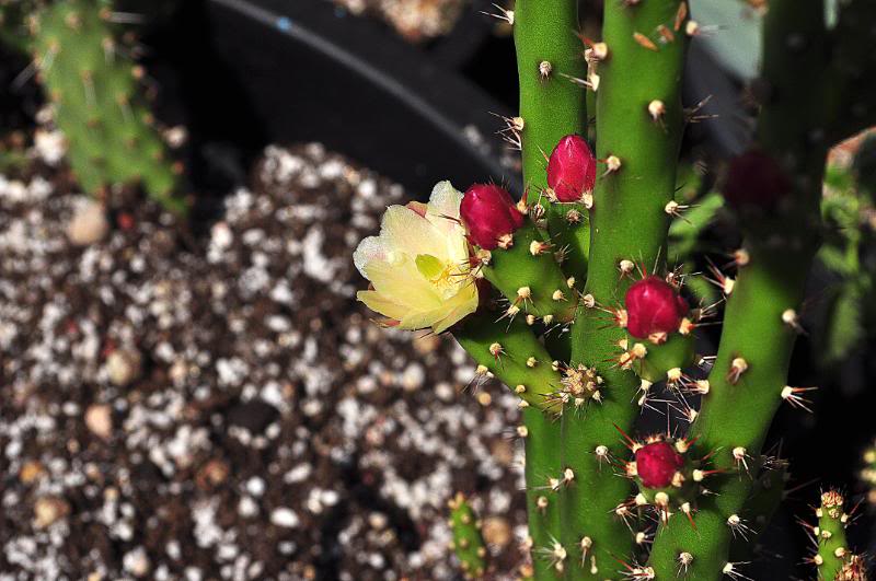 AustrocylindropuntiasalmianaDSC_0286copia.jpg