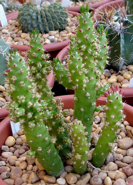 austrocylindropuntiasubulata06_2008.jpg