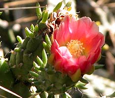 austrocylindropuntiasubulata8.jpg