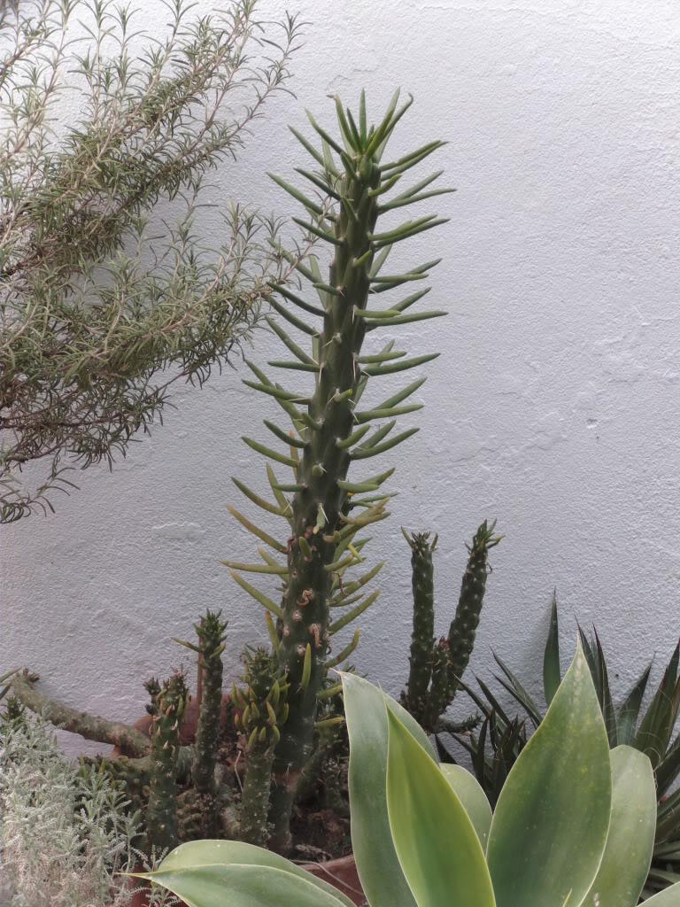 Austrocylindropuntiasubulatajpg.jpg