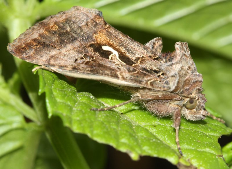 Autographa%20gamma%202.jpg