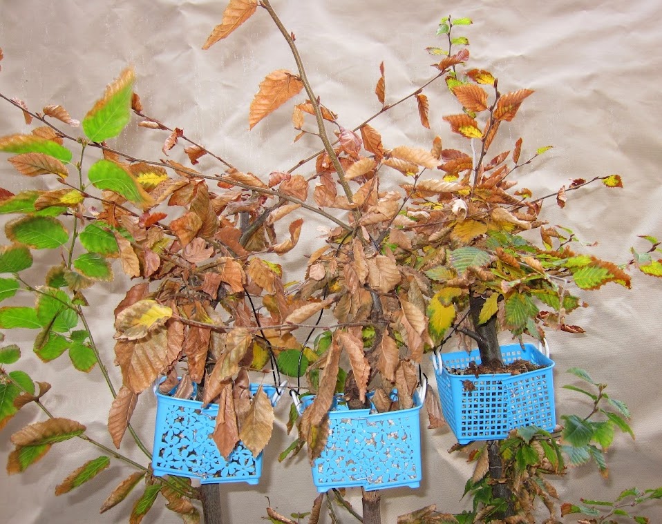 autum10.jpg