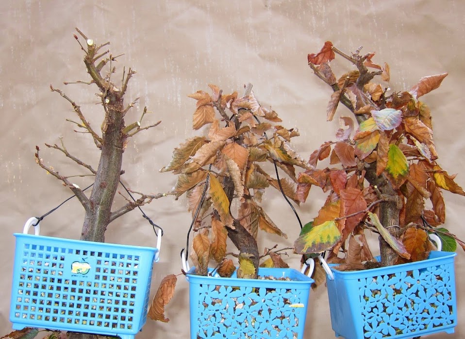 autum12.jpg