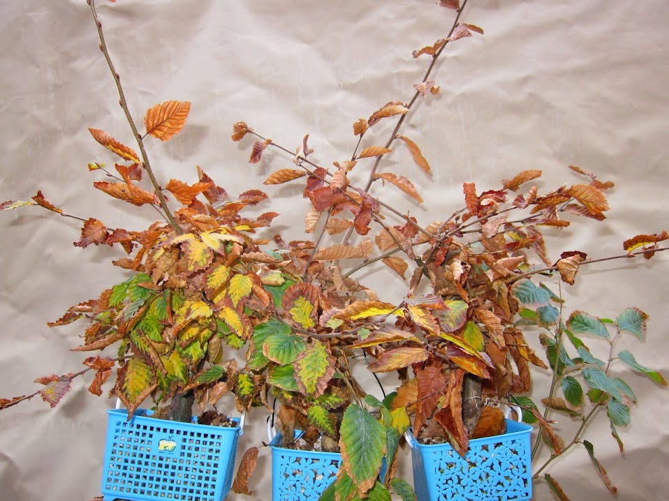 autum7.jpg