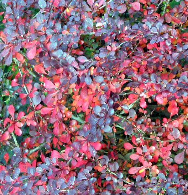 autumn-berberis-detail.jpg