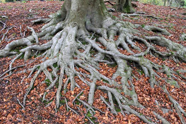 autumn-bonsai-images-2014-17.jpg