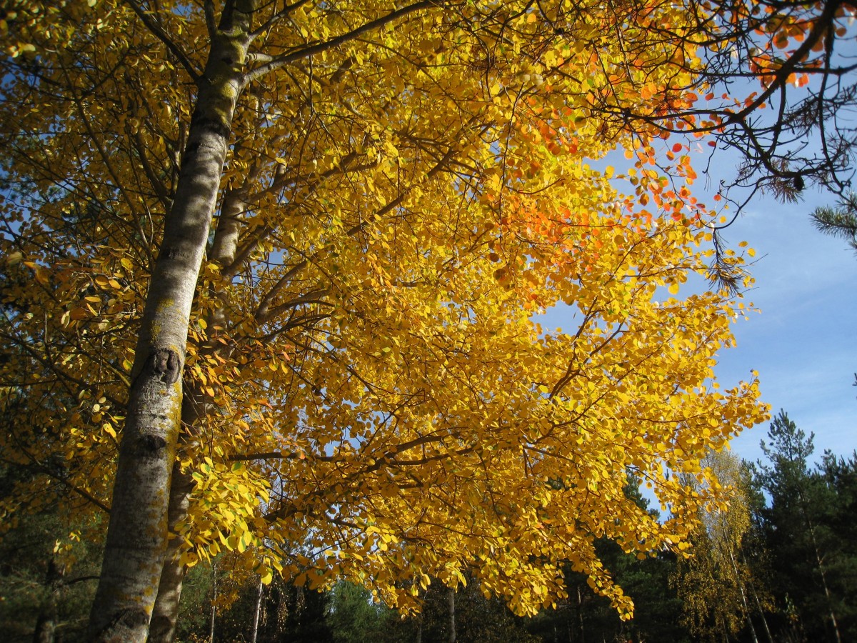 autumn_color_yellow_sky_blue_tree_asp_tribe_forest-1007785.jpg