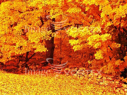autumn_fall_forest_foliage_tree-164840703.jpg
