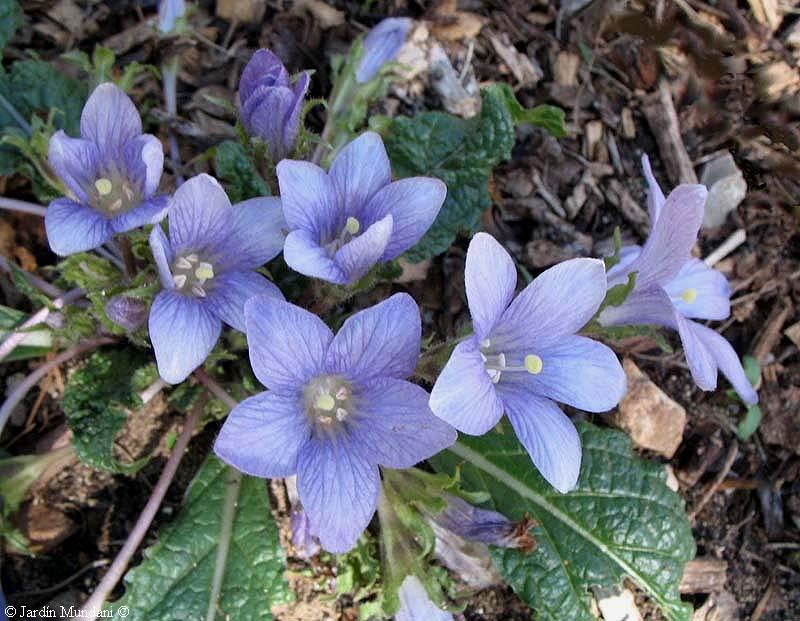 autumnalis-05-10-2010.jpg