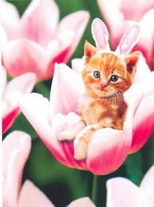 av15332kitteneaster.jpg