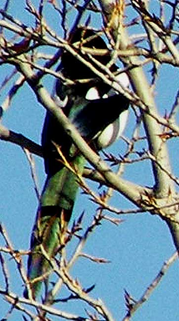 aveident30.jpg