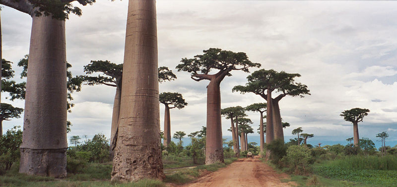 avenida_de_baobabs.jpg