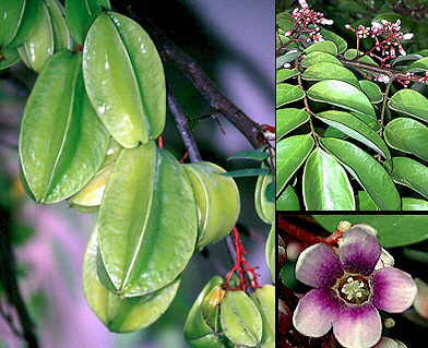 Averrhoacaram.jpg