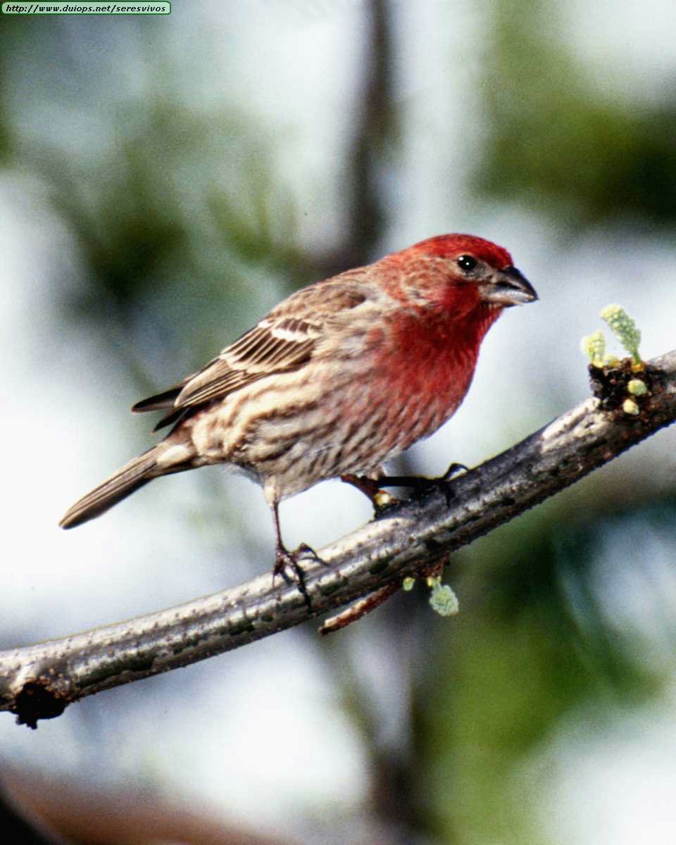 Aves_ANBD0024.JPG