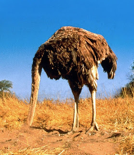 avestruz-avestruces-cabeza-enterrar-bajo-tierra.jpg