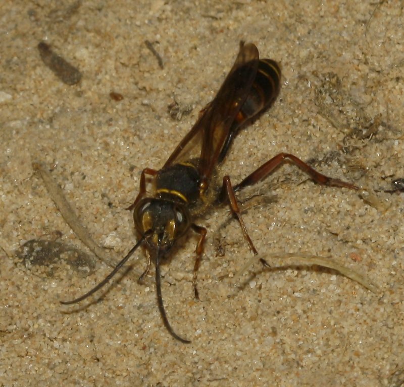 Avispa_4139.jpg