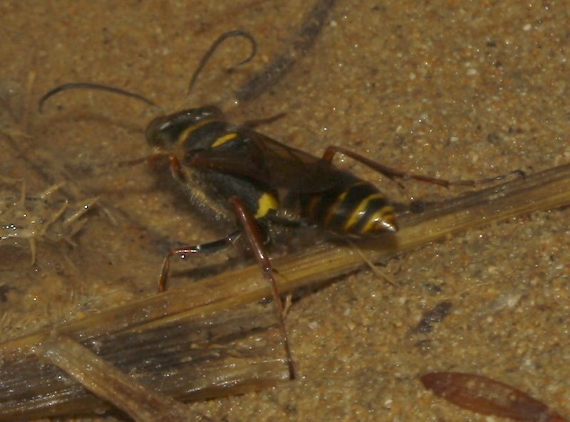 Avispa_4141.jpg