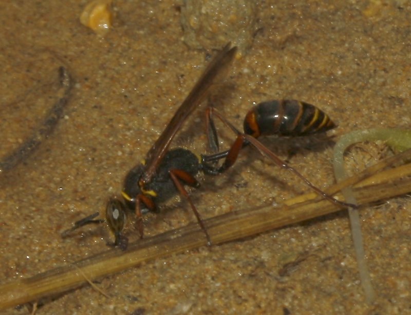 Avispa_4143.jpg