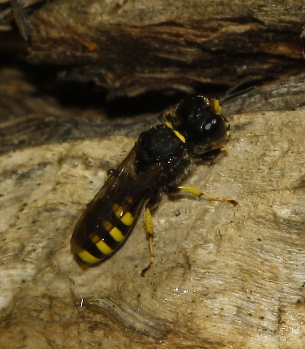 Avispa_5110.jpg