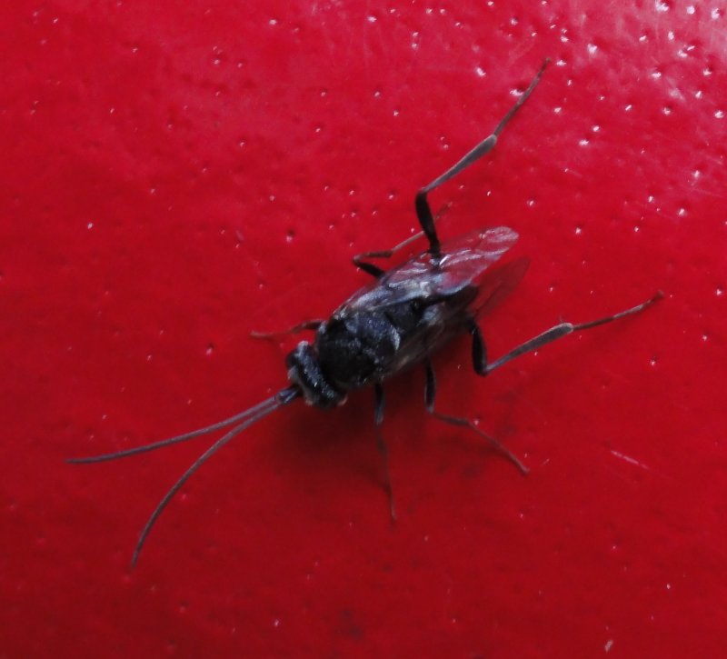 avispa_DSC01421.jpg